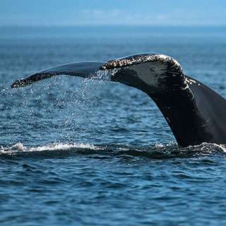 josee bouchard destination web alliance eco baleine